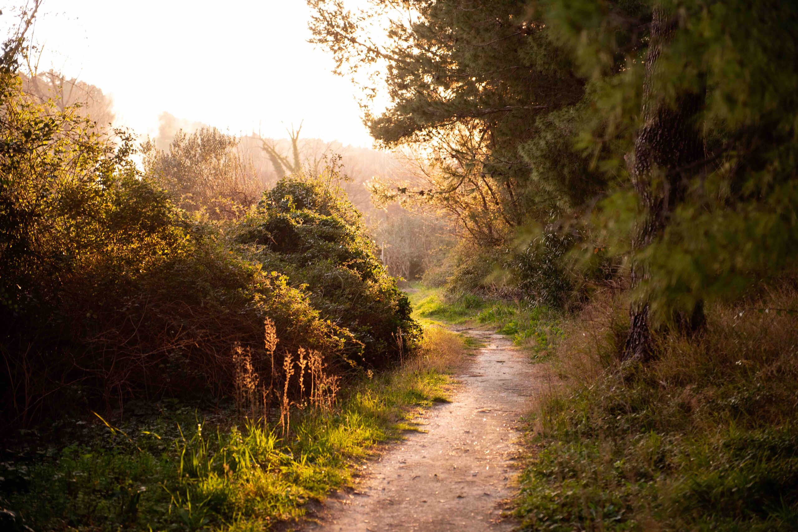 Sunlit dirt path winds through lush greenery, bathed in warm golden light. The peaceful trail invites exploration and relaxation in nature.